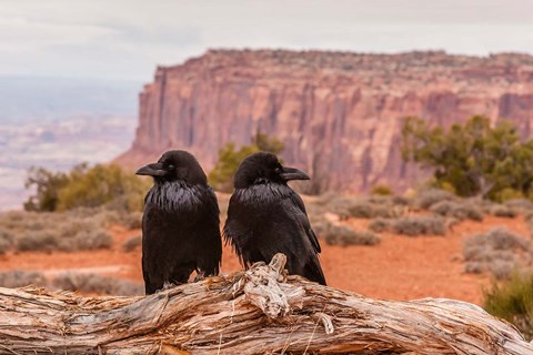 Framed Pair Of Ravens On A Log Print