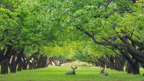 Framed Deer Resting In A Sylvan Orchard Print