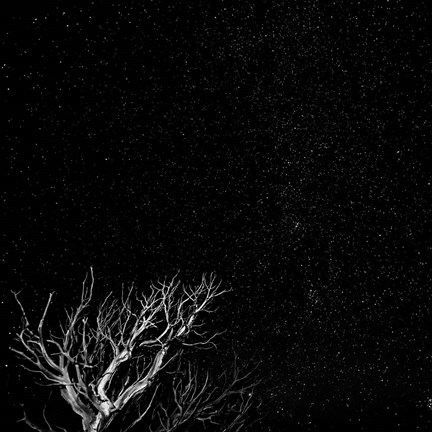 Framed Dead Tree And Night Sky At The Capitol Reef National Park, Utah Print