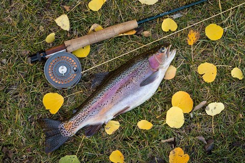 Framed Rainbow Trout And Fly Rod Print