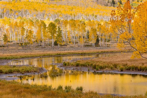 Framed Fishlake National Forest Landscape, Utah Print