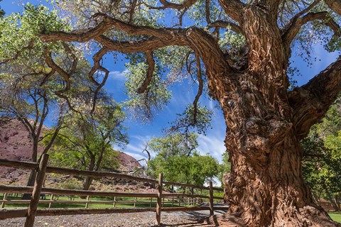 Framed Old Cottonwood Tree And Fence Print