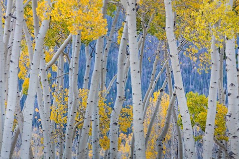 Framed Aspen Trees In Autumn At Fishlake National Forest, Utah Print