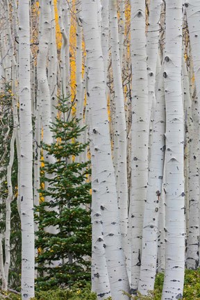 Framed Conifer Tree In An Aspen Forest Print