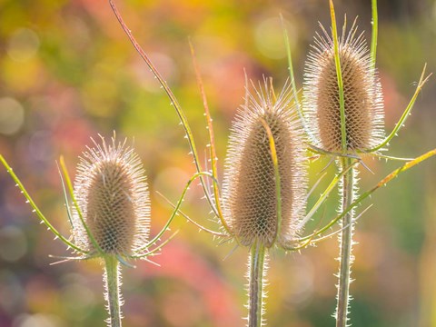 Framed Backlit Teasel Weeds Print