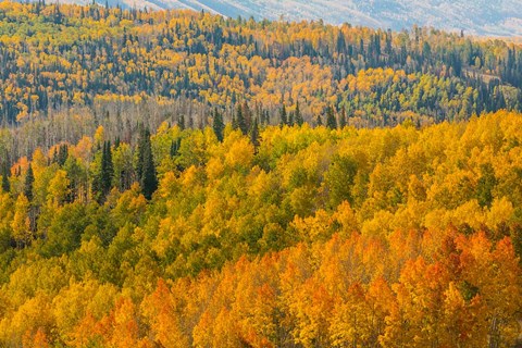 Framed Manti-La Sal National Forest In Autumn, Utah Print