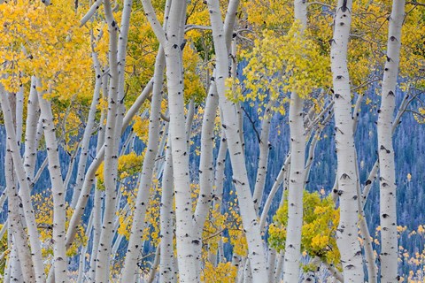 Framed Aspen Trees In Autumn, Utah Print