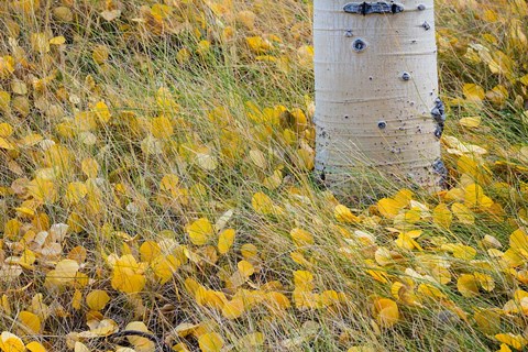 Framed Aspen Leaves In Grass Print