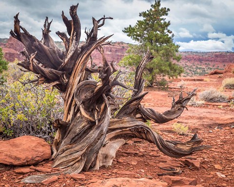 Framed Gnarled Juniper Tree, Utah Print