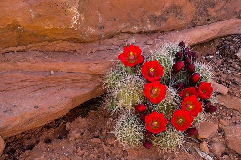 Framed Red Flowers Of A Claret Cup Cactus In Bloom Print