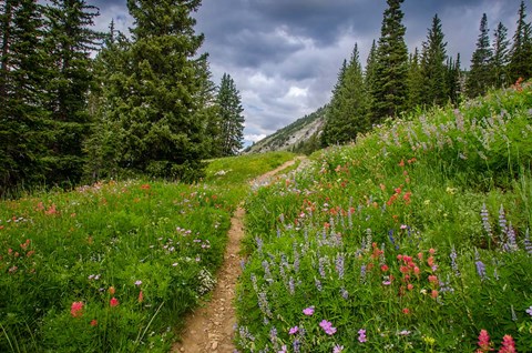 Framed Wildflowers In The Albion Basin, Utah Print