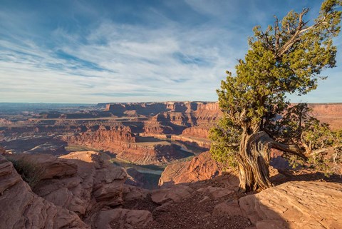 Framed Juniper Tree At Dead Horse Point State Park Print