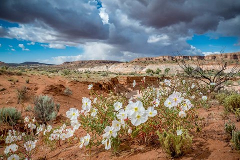 Framed Evening Primrose In The Grand Staircase Escalante National Monument Print