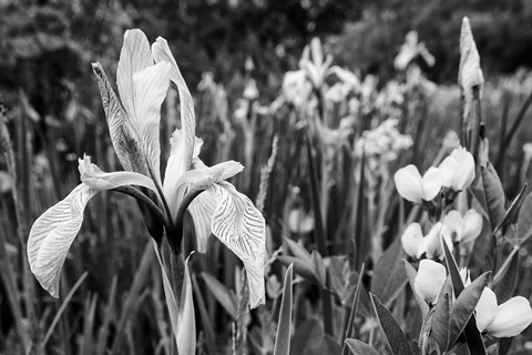 Framed Wild Iris Field In The Manti-La Sal National Forest, Utah (BW) Print