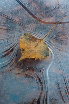 Framed Leaf With Frozen Ice Pattern Print