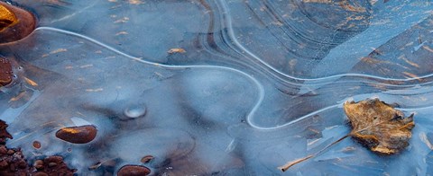 Framed Frozen Leaf Surrounded By Ice Print