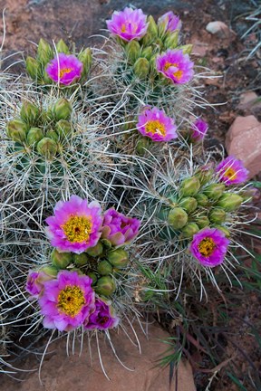 Framed Whipple&#39;s Fishhook Cactus Blooming And With Buds Print
