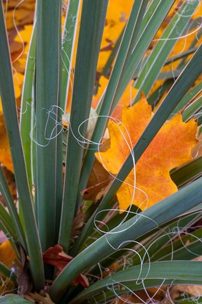 Framed Detail Of Yucca And Yellow Maple Leaves Print