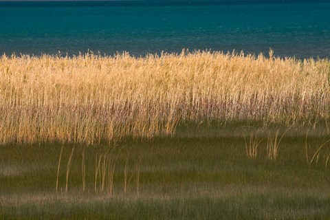 Framed Grasses Blowing In The Breeze Along The Shore Of Bear Lake, Utah Print