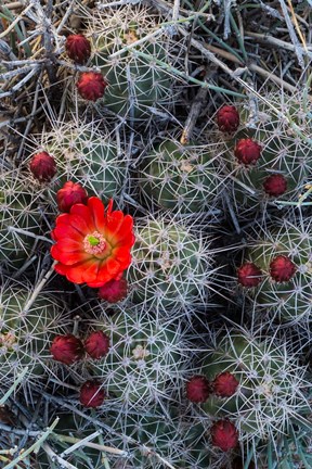 Framed Claret Cup Cactus With Buds Print