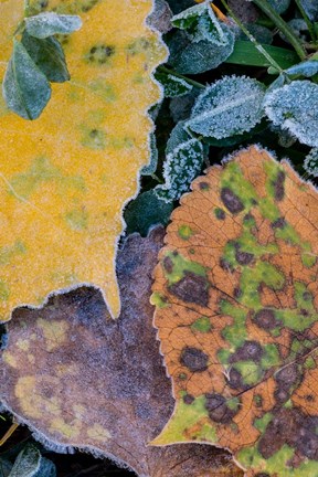 Framed Frost Covered Aspen Leaves And Clover Print