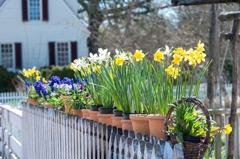 Framed Garden At Colonial Williamsburg, Virginia Print