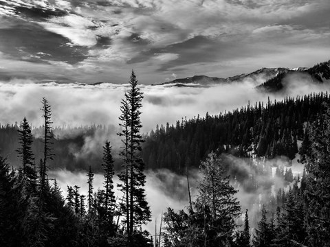 Framed Olympic National Park, Washington (BW) Print