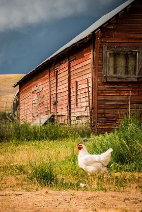 Framed Chicken Near A Coop Print