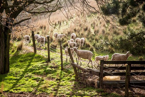 Framed Sheep And Spring Lambs Print