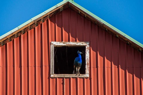 Framed Peacock In A Barn Window Print