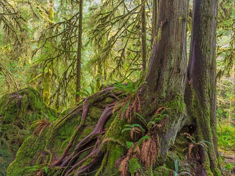 Framed Western Red Cedar Growing On A Boulder, Washington State Print