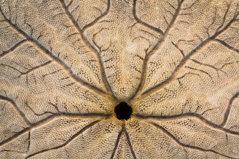 Framed Design On The Bottom Of A Sand Dollar Shell Print