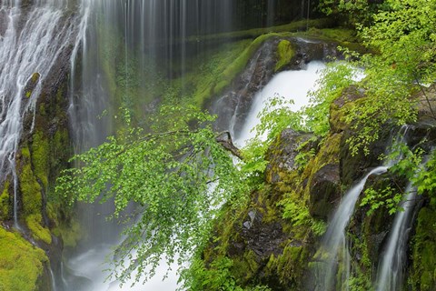 Framed Spring Scene At Panther Creek Waterfall, Washington State Print