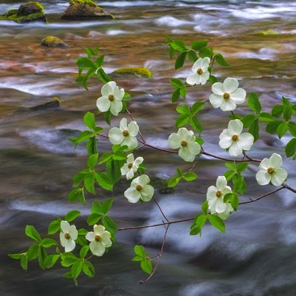 Framed Pacific Dogwood Branch Over Panther Creek, Washington State Print