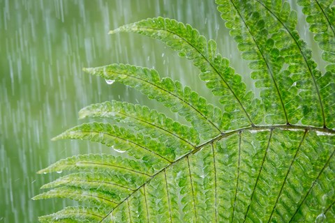 Framed Fern In Rainfall Print