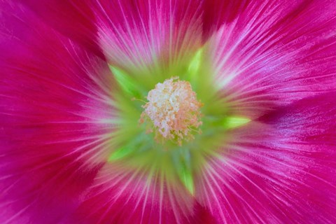 Framed Close-Up Of A Hollyhock Blossom Print