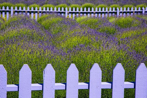 Framed Field Of Lavender With A  Picket Fence, Washington State Print