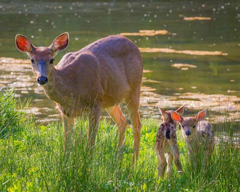 Framed Blacktail Deer With Twin Fawns Print