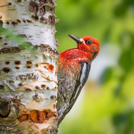 Framed Red-Breasted Sapsucker On A Paper Birch Tree Print