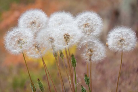 Framed Salsify Seed Heads Print