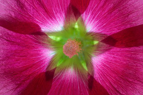 Framed Pink Hollyhock Blossom Composite Print