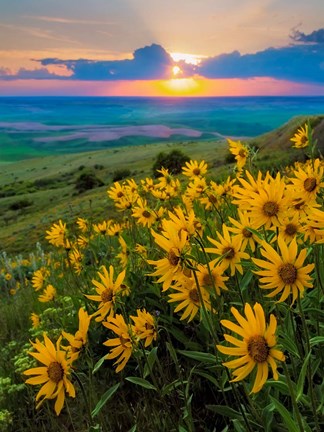 Framed Landscape With Douglas&#39; Sunflowers In The Palouse Hills Print