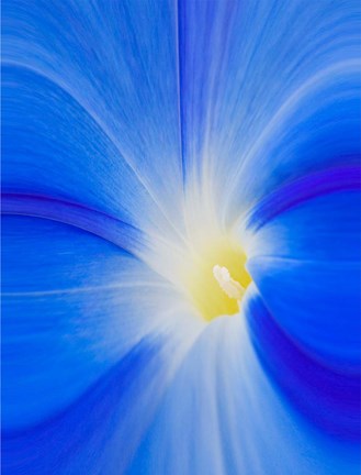 Framed Close-Up Of A Morning Glory Flower Print