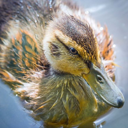 Framed Close-Up Of A Mallard Duck Chick Print