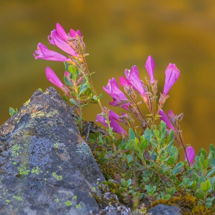 Framed Pink Penstemon Flowers, Washington State Print