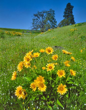 Framed Balsamroot, Pine And Oak Trees On A Hillside, Washington State Print