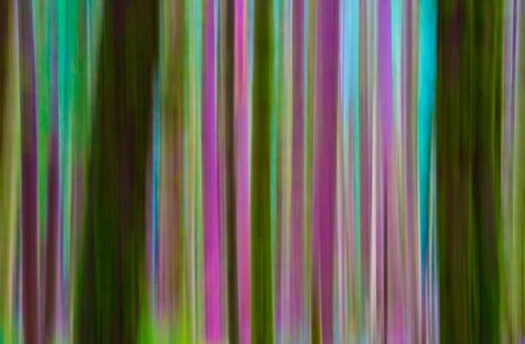 Framed Abstract Of Hoh Rain Forest At Dusk Print