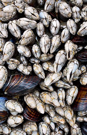 Framed Gooseneck Barnacles And Clams Print