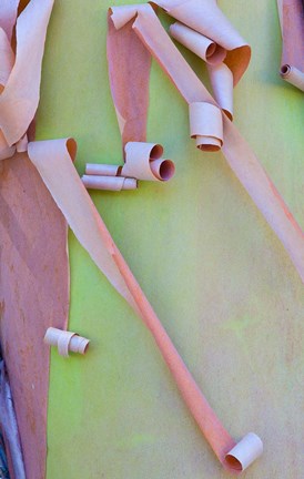 Framed Madrone Tree Bark Detail Print