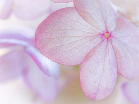 Framed Close-Up Of Hydrangea Paniculata Flower Print